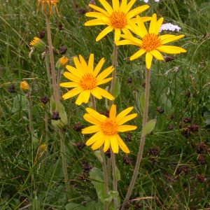 Arnica_montana