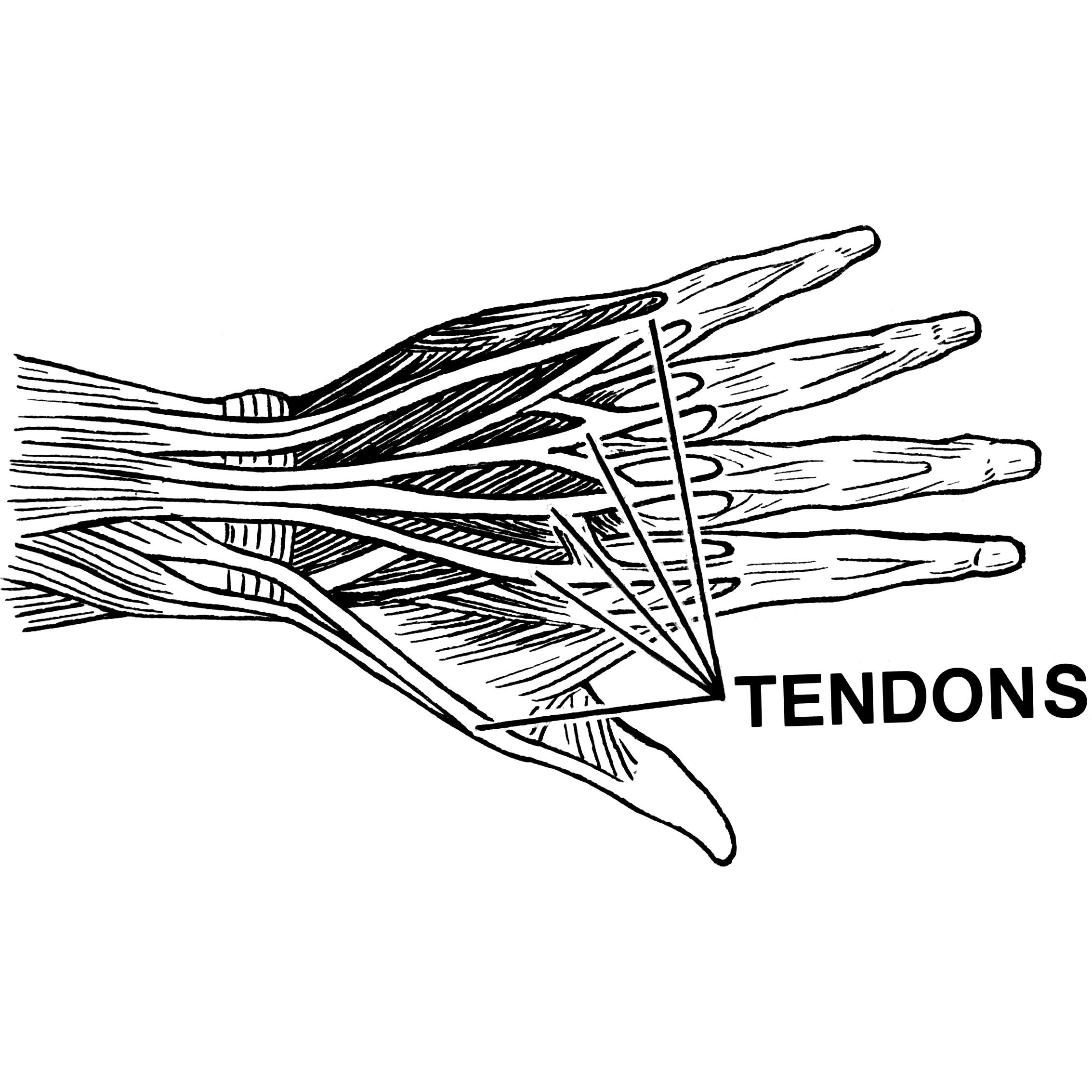 tendons, tendinitis
