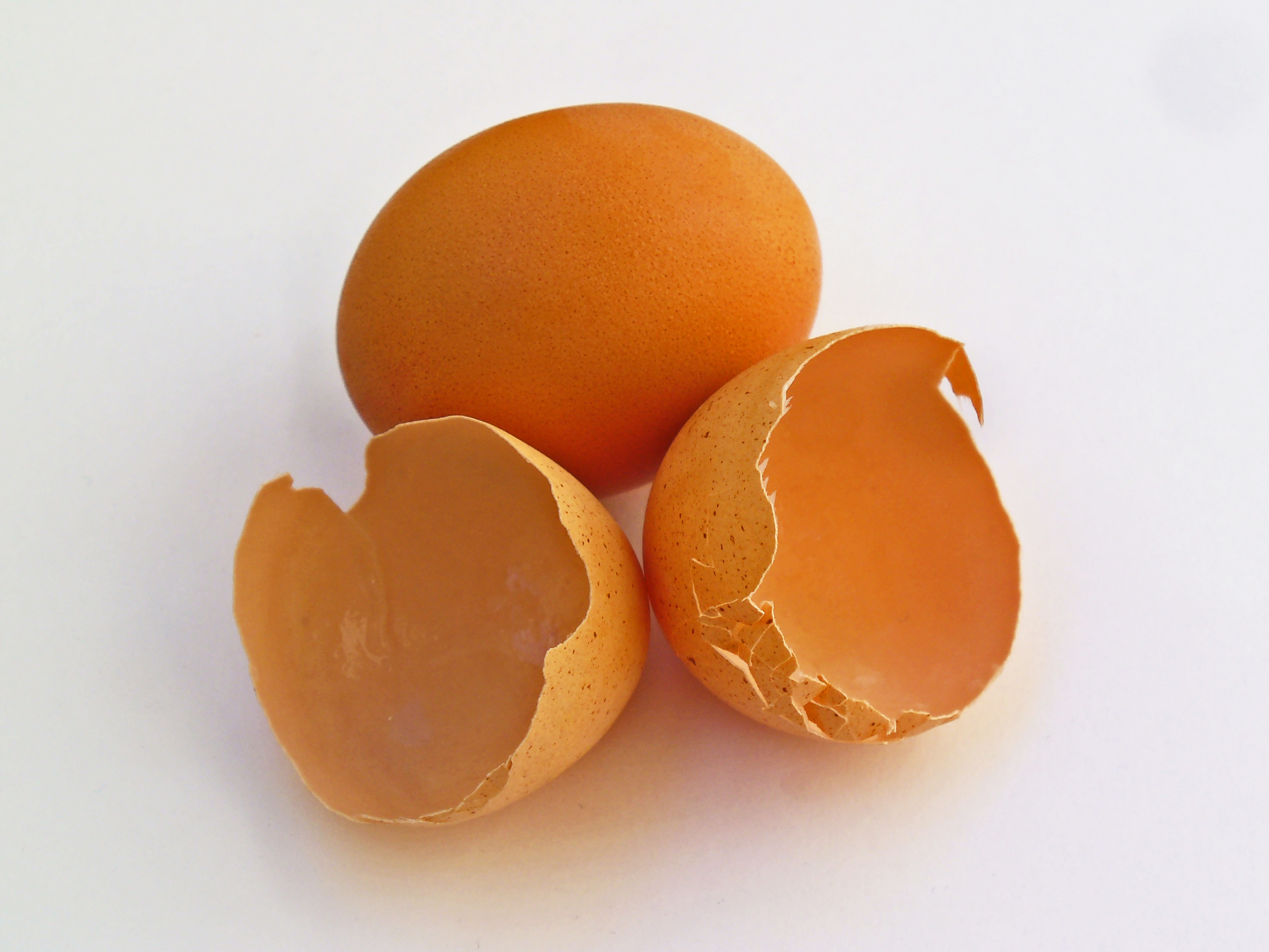 Eggshell membrane
