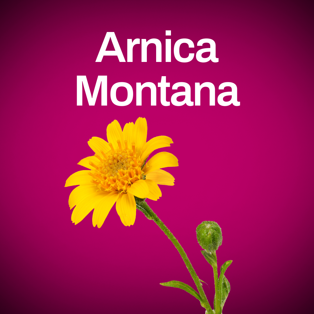 Arnica Montana
