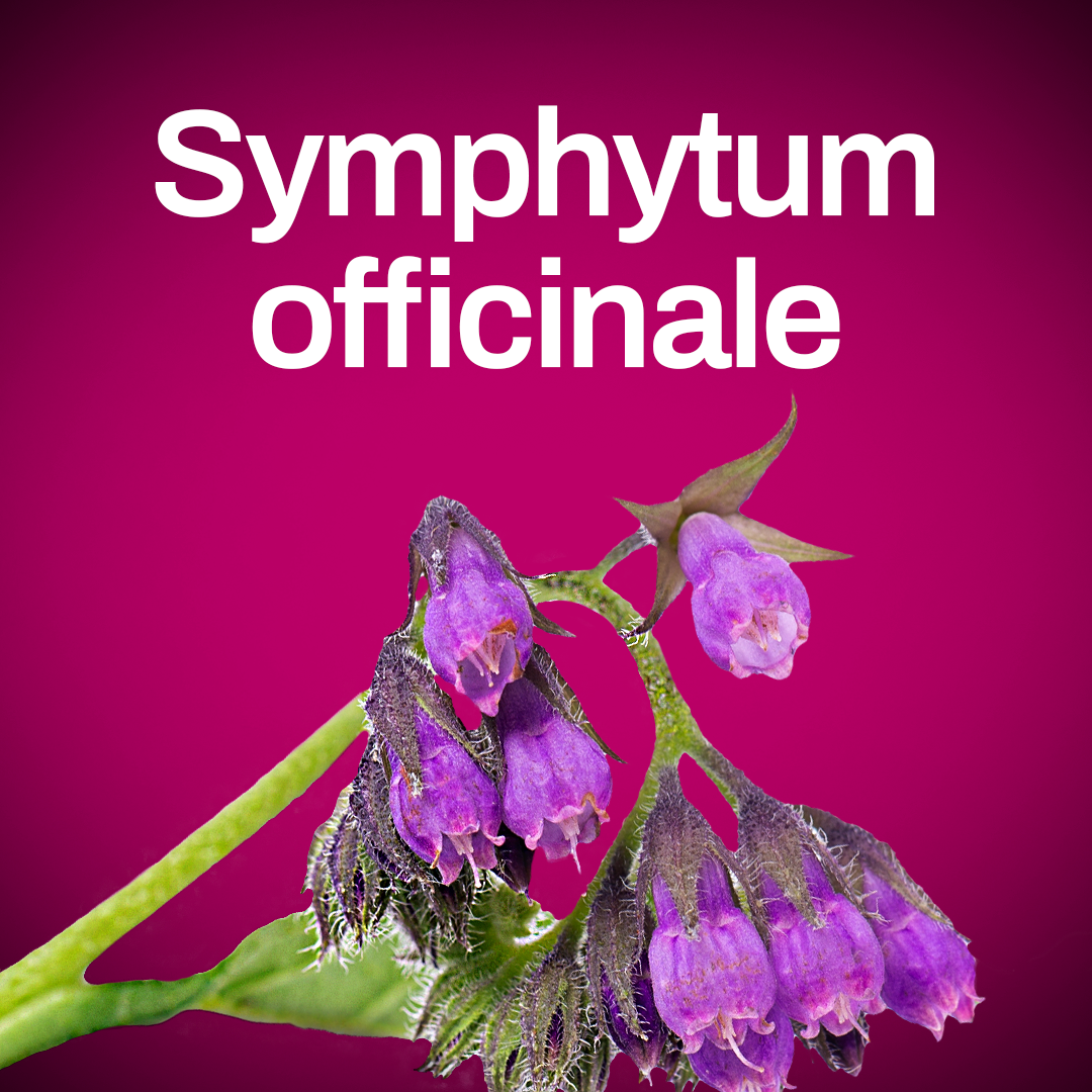 Symphytum officinale