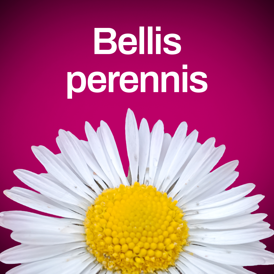 Bellis perennis