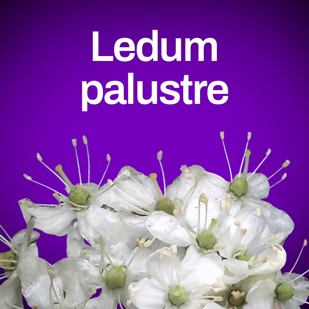 Ledum palustre