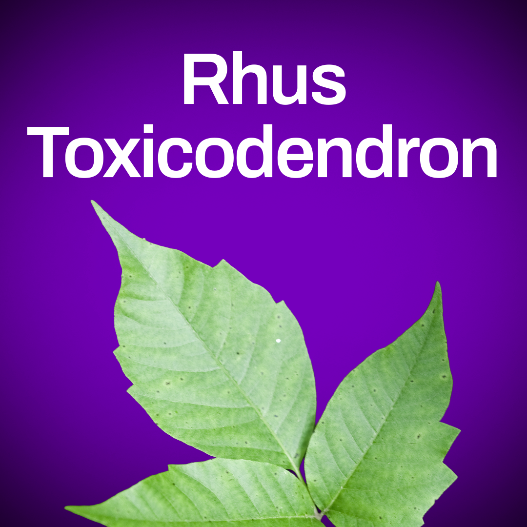 Rhus Toxicodendron
