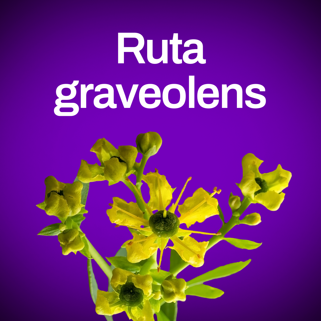 Ruta graveolens